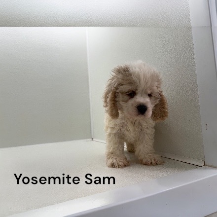 puppy, for, sale, Cocker Spaniel, Joe & Cherri  Overlease, dog, breeder, Miller, MO, dog-breeder, puppy-for-sale, forsale, nearby, find, puppyfind, locator, puppylocator, aca